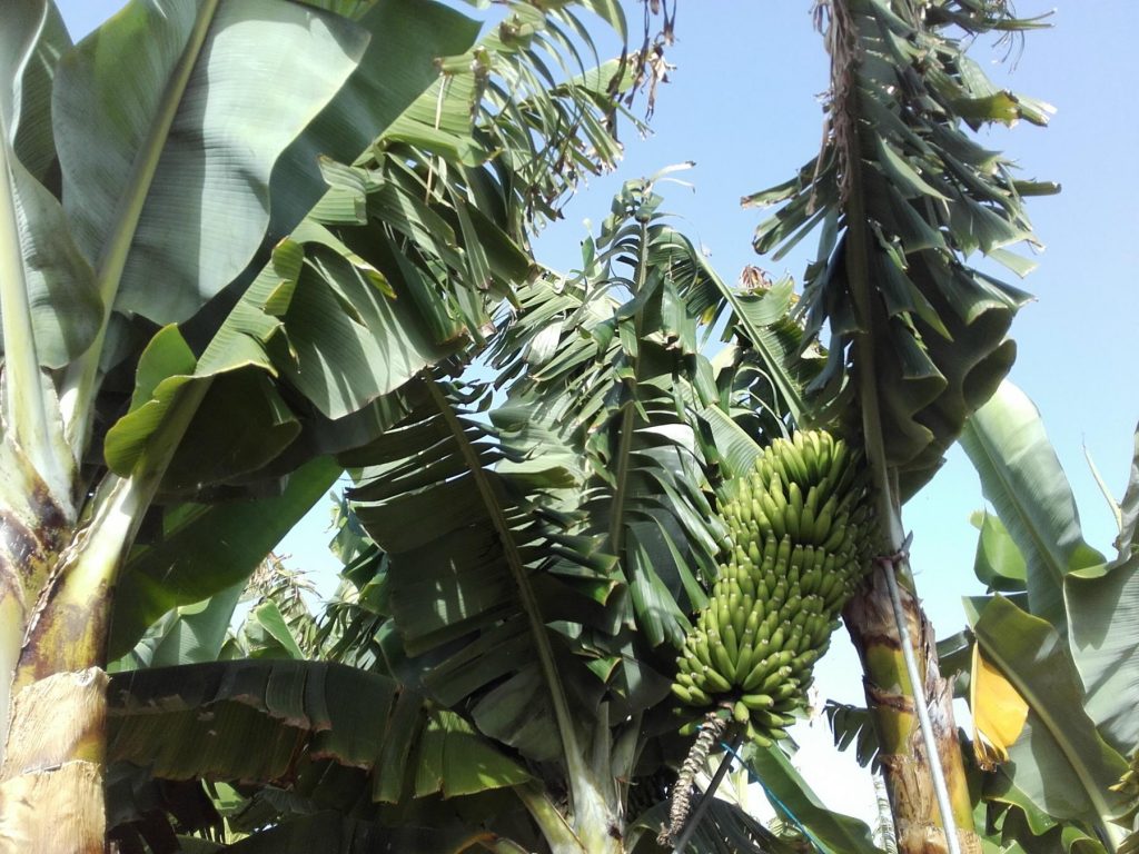 Bananen auf La Palma
