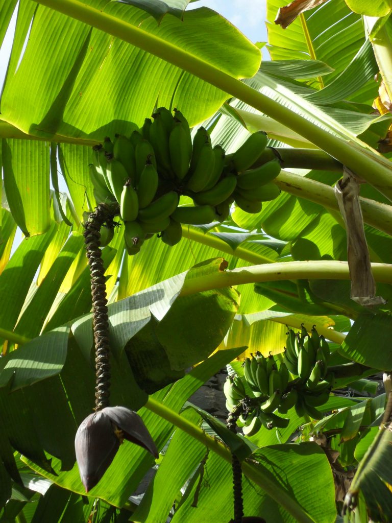 Bananen auf der Insel Madeira