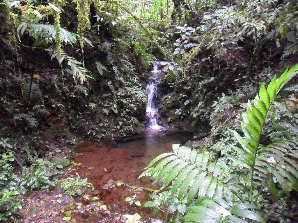 Nebelwald Santa Elena (Monteverde) in Costa Rica