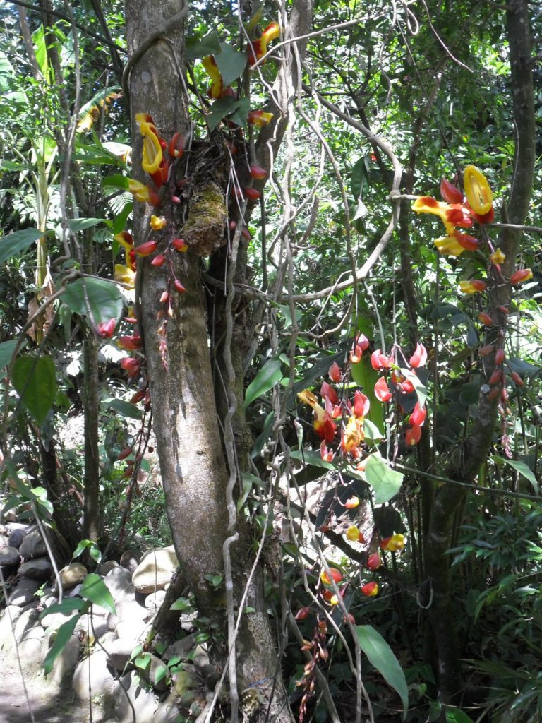 Orchideen in Santa Elena/ Monteverde in Costa Rica