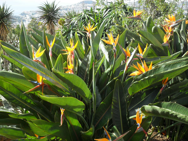 Jardim Botânico Funchal Madeira
