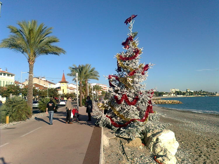 Weihnachtsbäume in der Nähe von Nizza