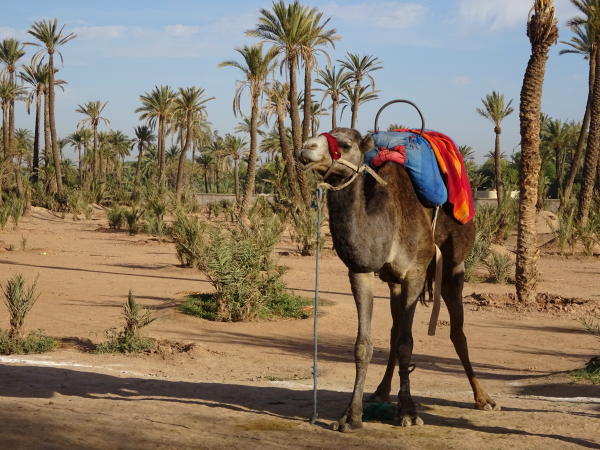 Kamele Marokko