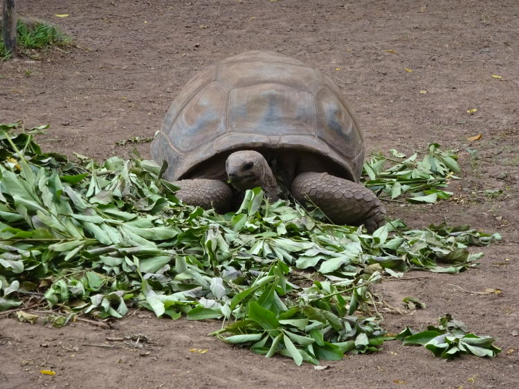 Schildkröte - Chamarel