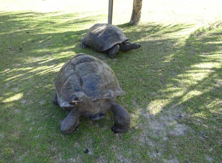  Schildkröten auf der Insel Curieuse