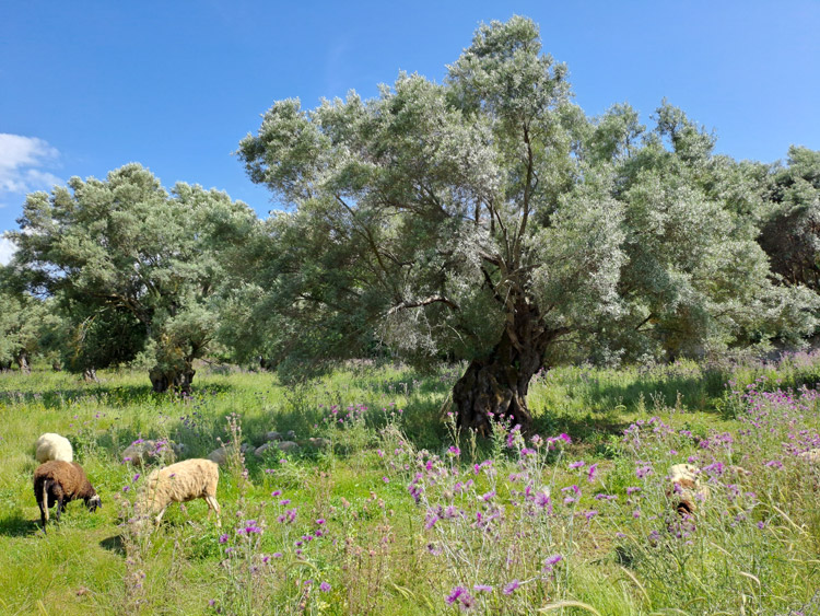 Olivenbäume & Schäfchen