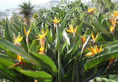 Jardim Botânico - Funchal - Madeira