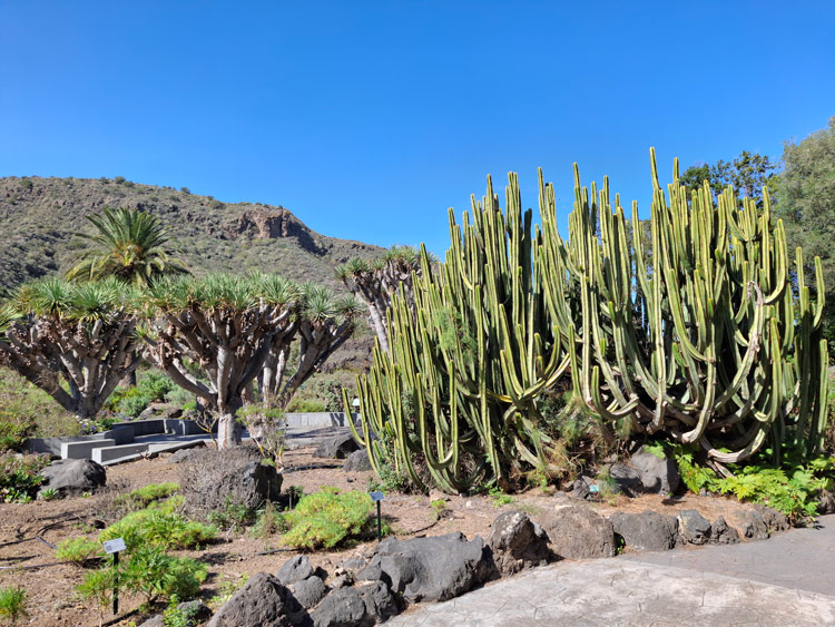 Jardin Canario