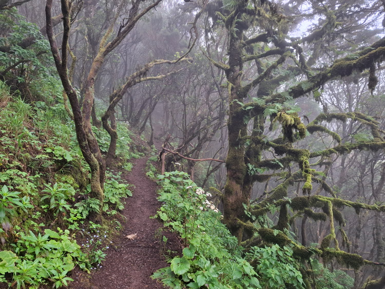 Nebelurwald - Ruta del Agua