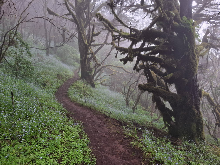 Nebelurwald