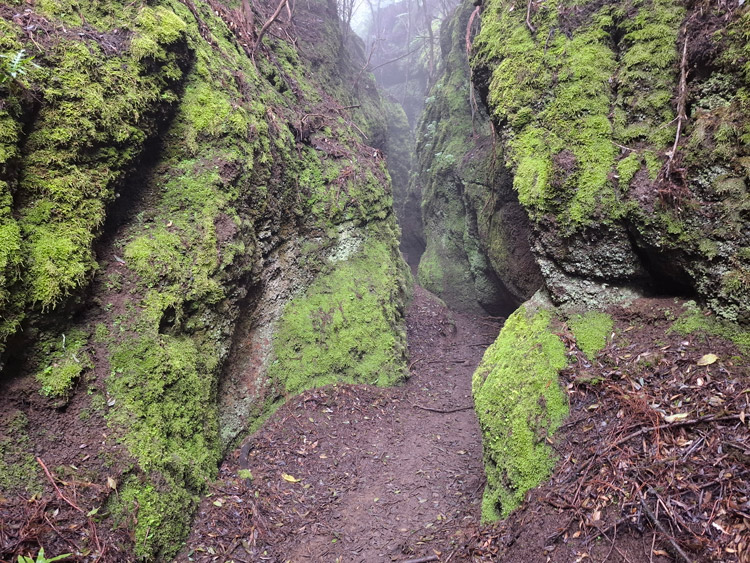 Felsen mit Moos