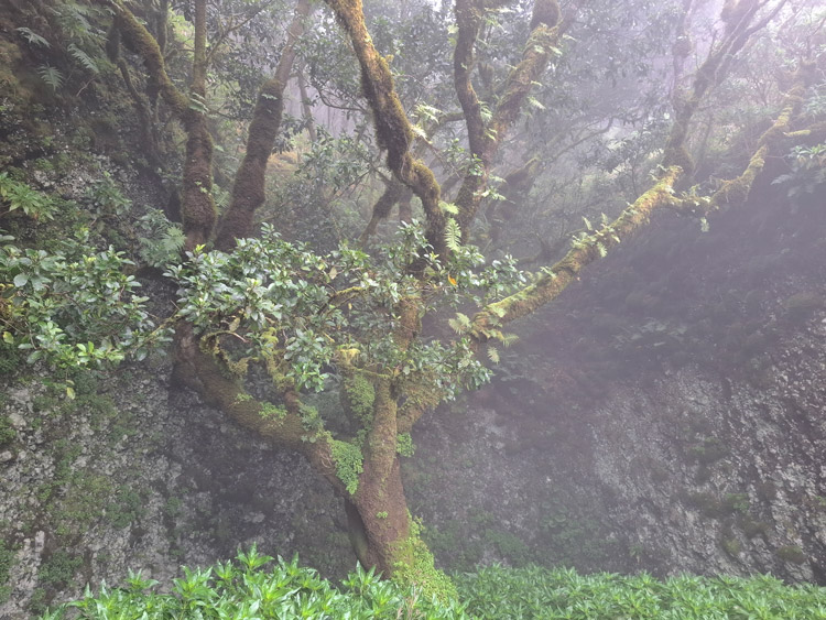 Árbol Garoé