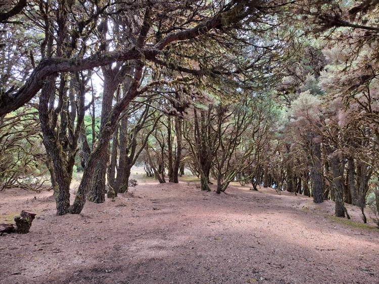 Camino de La Virgen