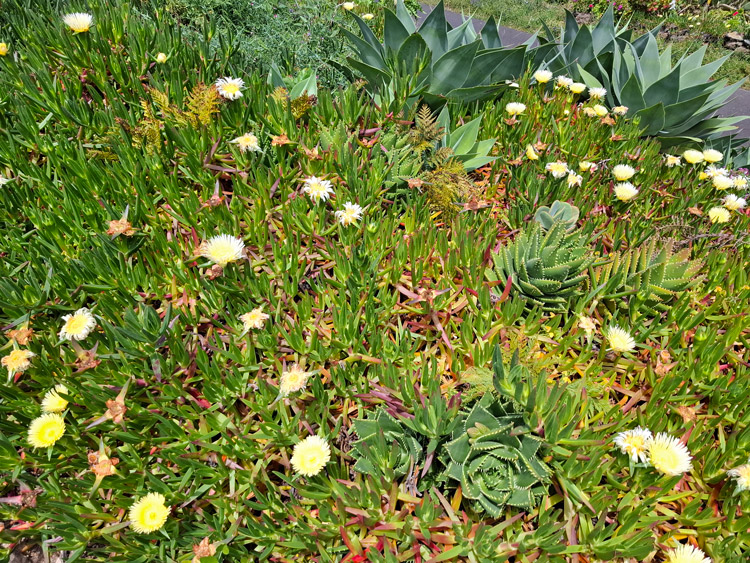 Pflanzen auf El Hierro