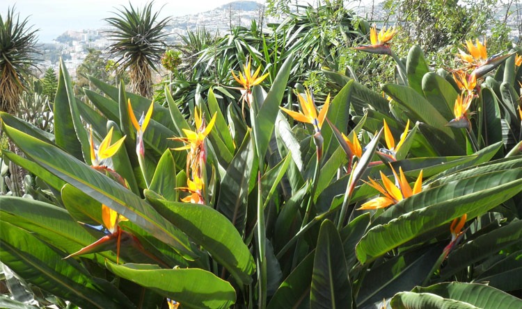 Jardim Botânico Funchal